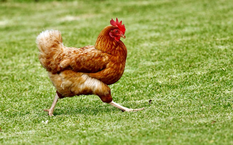 Găini în libertate pe pășune