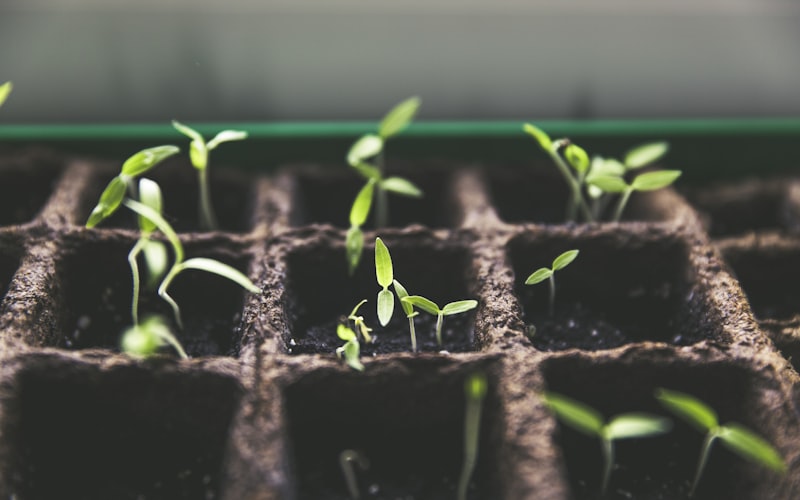 Secretul solului viu la RAIDAVA și planul nostru holistic